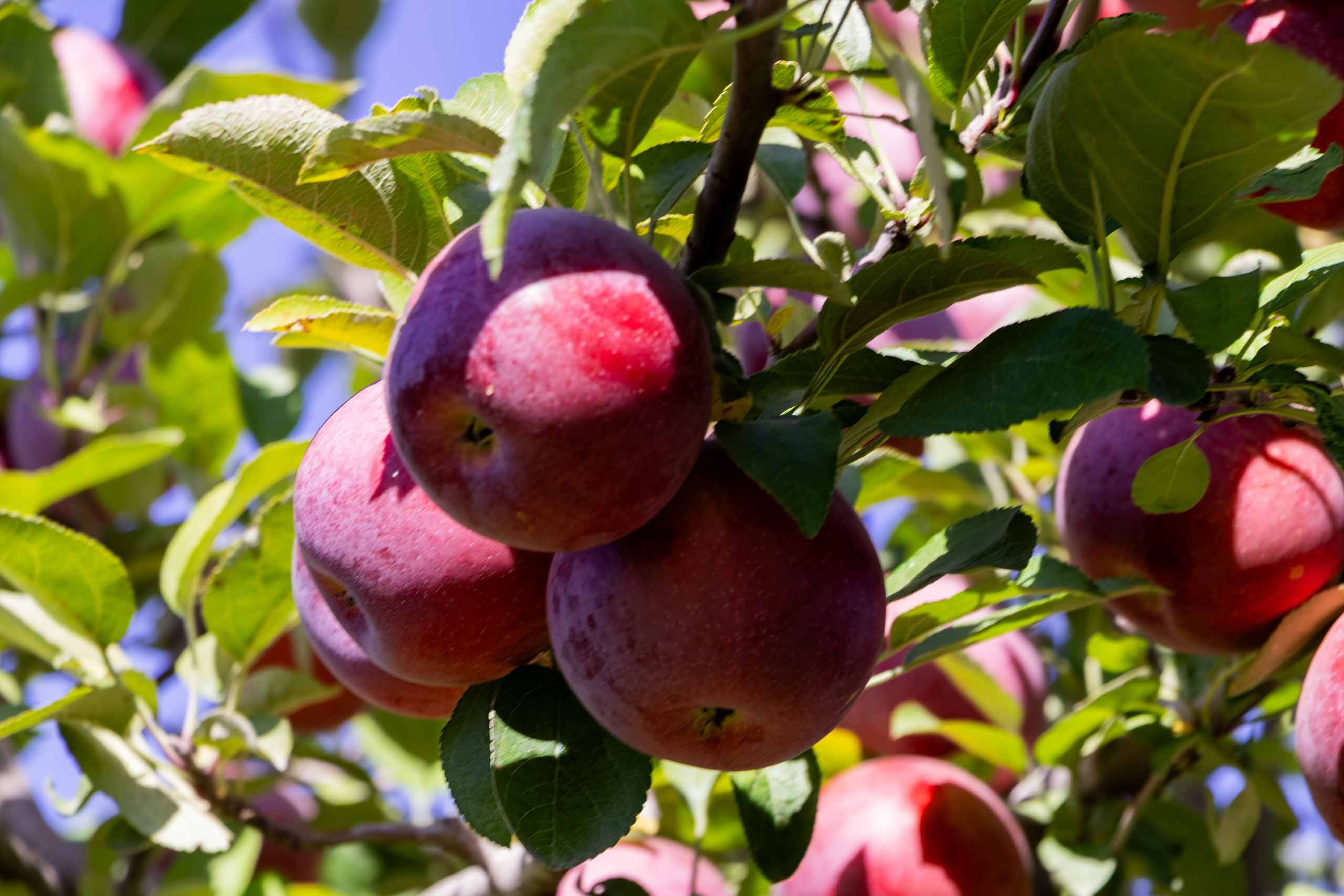 Story Book Orchard