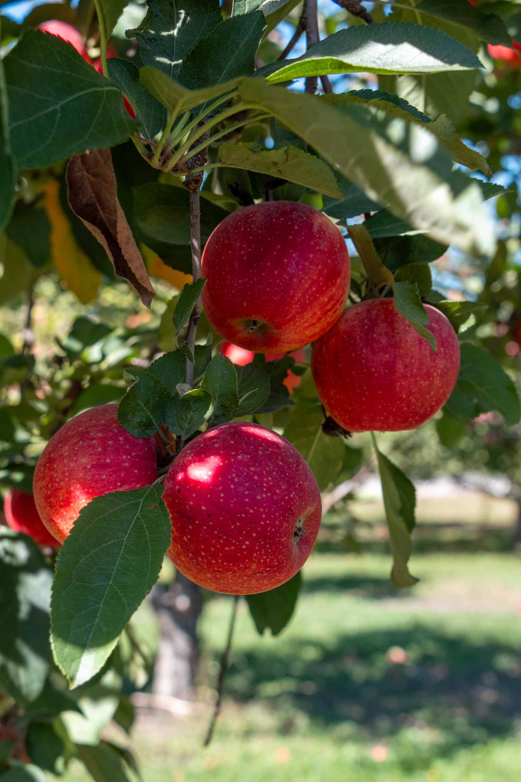 Story Book Orchard