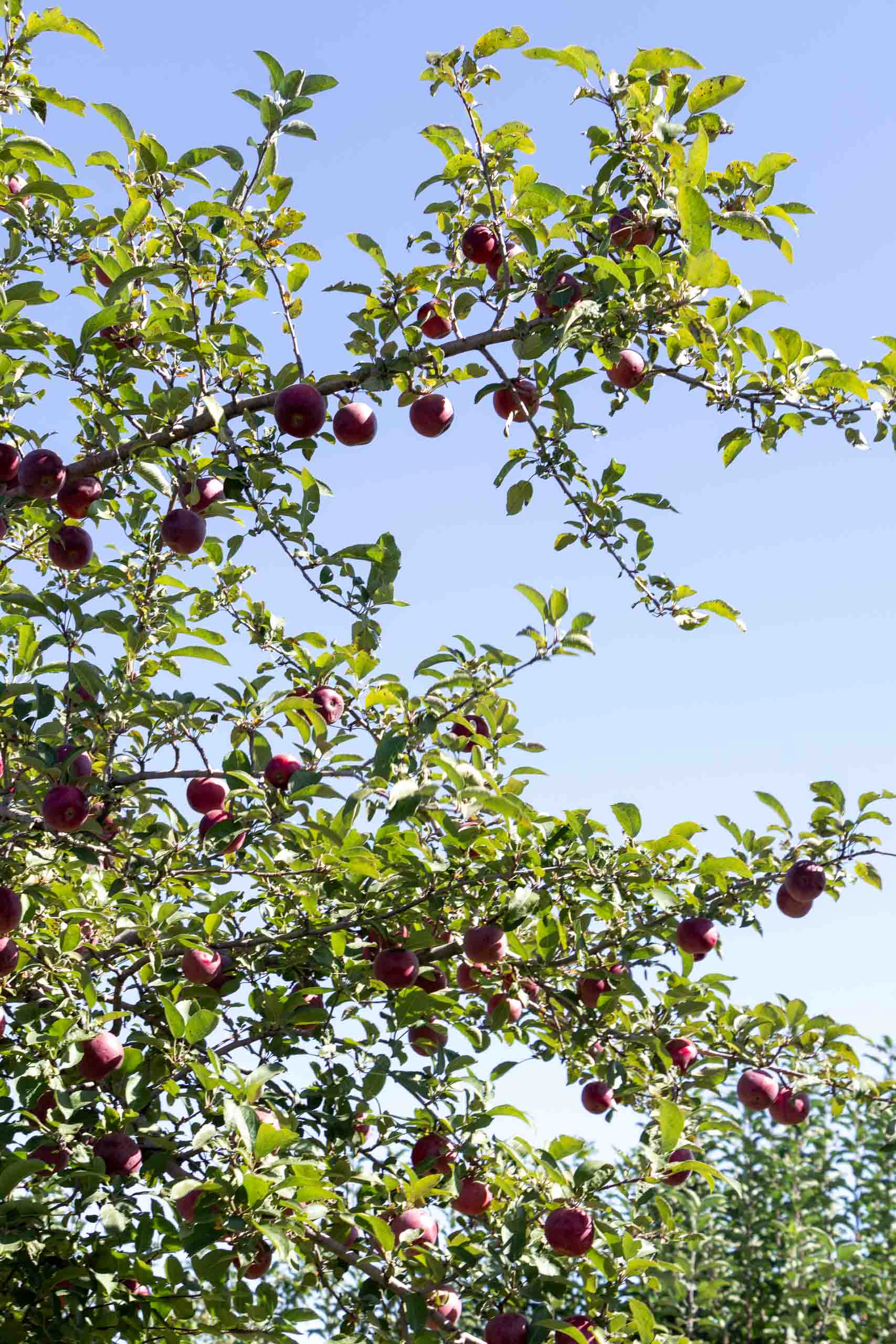 Story Book Orchard